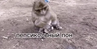 💀 6f06eb9b пепсикольный пон Affe, Meme, Tier telegram sticker