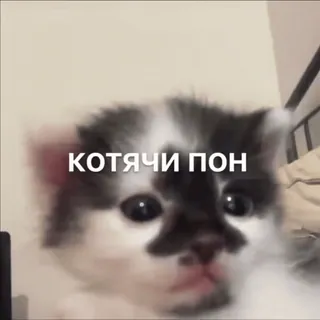 🤗 7fc7d1d6 КОТЯЧИ ПОП Katze, Kätzchen, Haustier, Tier, süß, Meme telegram sticker