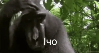 💀 840e3d9a Iчо Affe, Tier, Natur, Wald telegram sticker