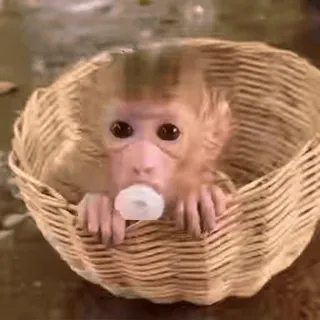 😔 8ade84c1 Affe, Korb, süß, Tier telegram sticker