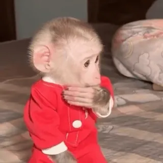 😳 98feaf16 Affe, Tier, niedlich, Kleidung, rot telegram sticker