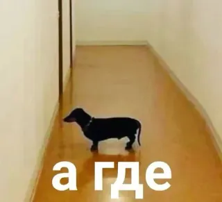 🌟 9f096e63 а где Hund, Dackel, Flur, Frage, Wo telegram sticker