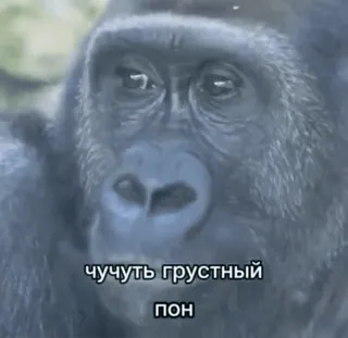 🤖 a2eeae41 чучуть грустный пон Gorilla, Tier, traurig, Stimmung, Affe telegram sticker