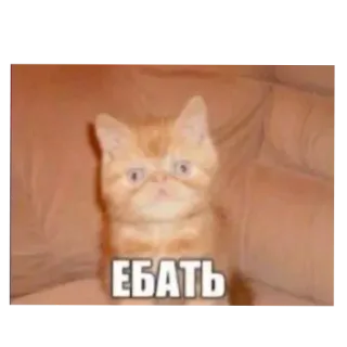 🐱 a970a83c ЕБАТЬ Katze, russisch, beleidigend, Meme telegram sticker