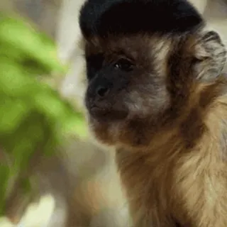 😖 a9a8ccdf Affe, Tier, Primat, süß, Wildtier telegram sticker