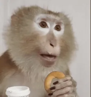 😦 b4cc7d16 Affe, Donut, Tier, Primat, süß, Wildtier, Säugetier telegram sticker