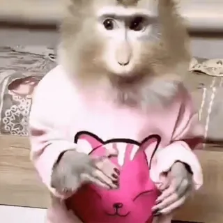 🤨 b62f5fcd Affe, Tier, Säugetier, Primaten, süß, Schlafanzug telegram sticker