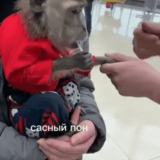 🥵 c5155b9a сасный пон Affe, Tier, Kleidung telegram sticker