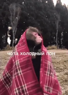 🥶 cc711ba7 чота холодный пон Affe, kalt, Decke, Schnee, Winter telegram sticker