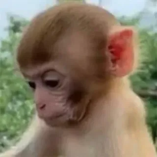 🤔 ce517428 Affe, Menschenaffe, Tier, süß, Affenbaby telegram sticker