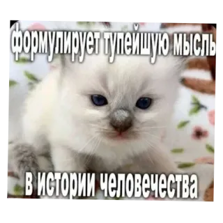 🐱 f109506a формулирует тупейшую мысль в истории человечества kätzchen, katze, meme, lustig, russisch, tier telegram sticker