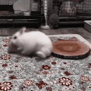 🍧 085f1646 conejo, animal, mascota, mamífero, conejito, animal doméstico telegram sticker