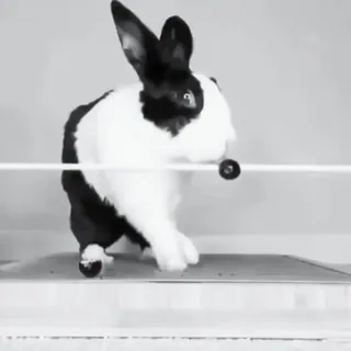🍧 0ad1414c conejo, animal, blanco y negro, lindo, mascota telegram sticker