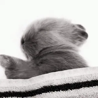 🍧 0d445956 gatito, gato, gris, animal, lindo, dormido telegram sticker