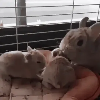 🍧 0e11b2bc conejo, conejo, lindo, animal, mascota, animal doméstico telegram sticker