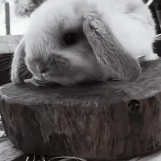 🍧 0ec4205e conejo, conejito, animal, lindo, mascota, doméstico telegram sticker