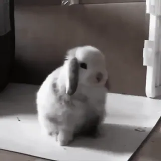 🍧 13d56043 conejo, conejito, mascota, animal, lindo, animal doméstico telegram sticker