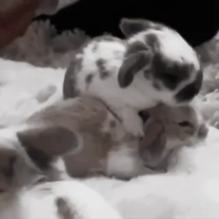 🍧 14544958 conejos, lindo, animales, mascotas, conejo, animales domésticos telegram sticker