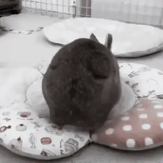 🍧 1500bf98 animal, conejo, mascota, lindo, conejito, animal doméstico telegram sticker