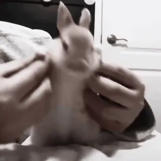 🍧 1c692c8b conejo, mascota, animal, lindo, manos telegram sticker