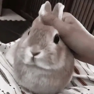 🍧 1ed9e1ed conejo, conejito, mascota, animal, lindo, conejo doméstico telegram sticker