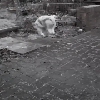 🍧 2dd080cf perro, saltando, escaleras, animal, mascota telegram sticker