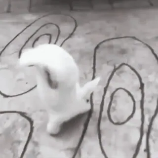 🍧 4252ccd5 gato, animal, mascota, gato blanco, gato bailando, dibujo telegram sticker