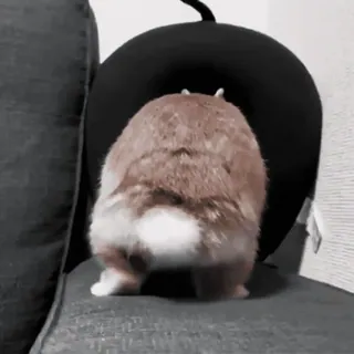 🍧 4dfccf2b hámster, lindo, animal, mascota, roedor telegram sticker