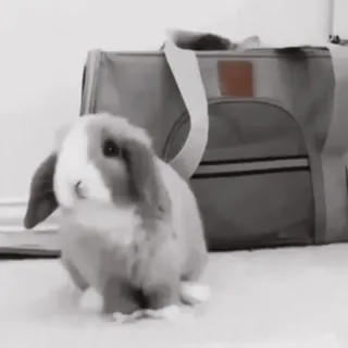 🍧 553d6605 conejo, conejo, mascota, animal, lindo, animal doméstico telegram sticker