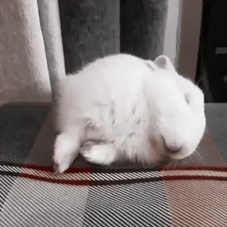 🍧 630bc88a conejo, conejito, animal, blanco, lindo, mascota telegram sticker