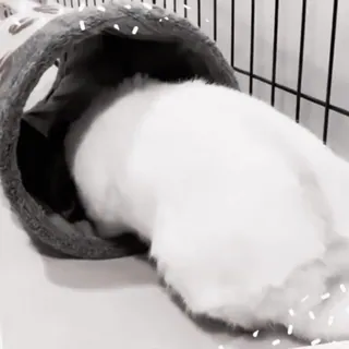 🍧 64746e97 conejo, animal, mascota, túnel, conejo blanco telegram sticker