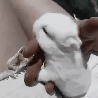 🍧 74b5920d animal, mascota, conejo, lindo, esponjoso, animal doméstico, pequeño telegram sticker