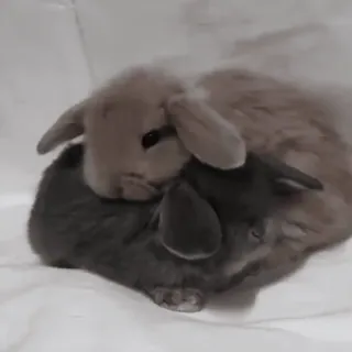 🍧 7929c55f conejo, conejito, lindo, animales, animales domésticos, mascotas, Huggins telegram sticker