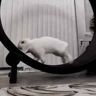 🍧 82212c47 conejo, mascota, animal, rueda, ejercicio telegram sticker