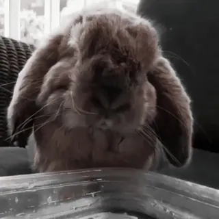 🍧 97b2e678 conejo, mascota, animal, conejito, lindo, animal doméstico telegram sticker