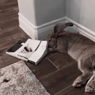 🍧 998744de telegram sticker