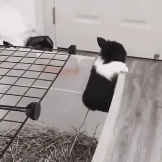 🍧 b56d8c6a conejo, animal, lindo, animal doméstico, mascota, blanco y negro telegram sticker