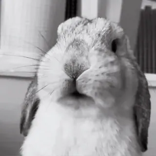 🍧 ba525790 conejo, conejito, animal, lindo, mascota, blanco y negro, orejas caídas telegram sticker