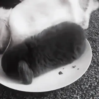 🍧 ccb42502 chinchilla, mascota, animal, plato, lindo, mamífero telegram sticker