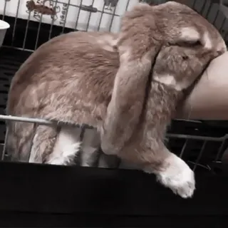 🍧 cf22e725 conejo, mascota, conejito, lindo, animal telegram sticker