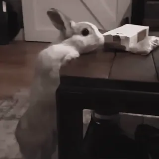 🍧 d366c609 conejo, mascota, animal, mesa, interior, lindo telegram sticker