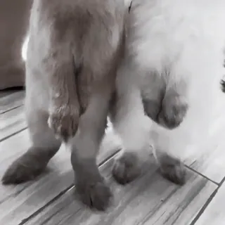 🍧 e9eff0af conejo, animal, mascotas, animales domésticos, lindo, de pie, interior telegram sticker