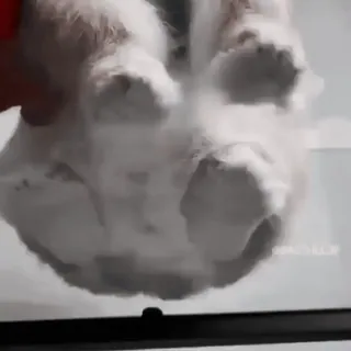 🍧 ec6efbc7 gato, animal, mascota, animal doméstico, lindo telegram sticker