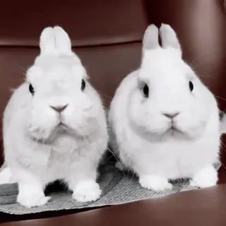 🍧 fd08e89f conejo, conejito, lindo, animales, mascotas, blanco, doméstico, peludo telegram sticker