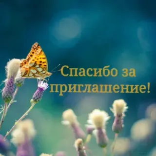 🔆 27b7a52e Спасибо за приглашение! kupu-kupu, undangan, terima kasih, alam, bunga telegram sticker