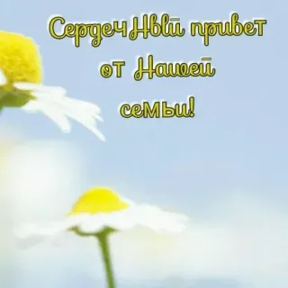 🔆 346a7ad4 Сердеч Нвый привет от Нашей семьи! salam, keluarga, bunga, daisy telegram sticker