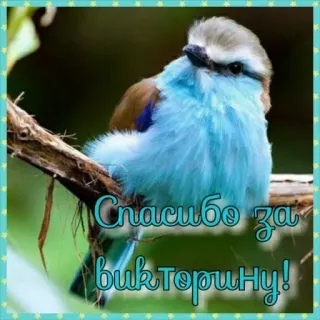 🔆 7f7e6a80 Спасибо за викторину! burung, biru, rusia, terima kasih, kuis, alam, satwa liar telegram sticker
