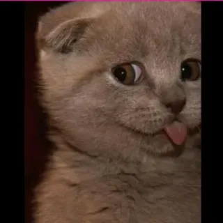 🔆 c69181d9 kucing, anak kucing, scottish fold, lidah, imut, hewan, hewan peliharaan telegram sticker