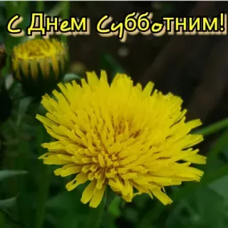 🔆 c9367cc9 С Днем Субботним! bunga, dandelion, alam, salam, teks telegram sticker