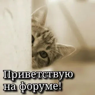 👋 dcebc24c Приветствую на форуме! kucing, salam, forum, hewan, peliharaan, lucu telegram sticker